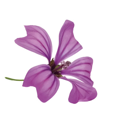 សាក់ Mallow