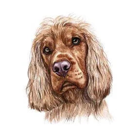 ឆ្កែ Cocker Spaniel
