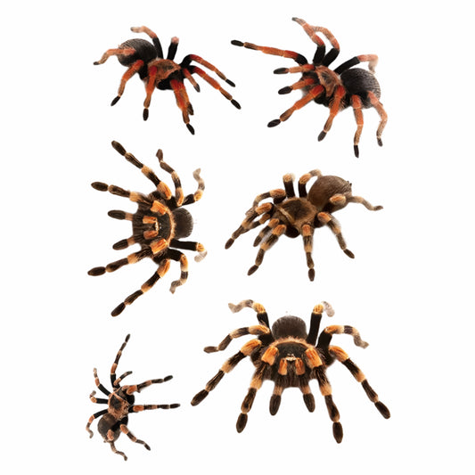 សត្វពីងពាង Halloween
