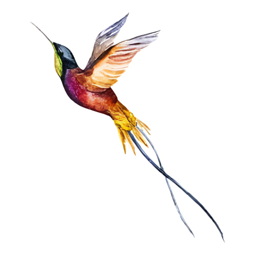 Humming Bird Tattoo